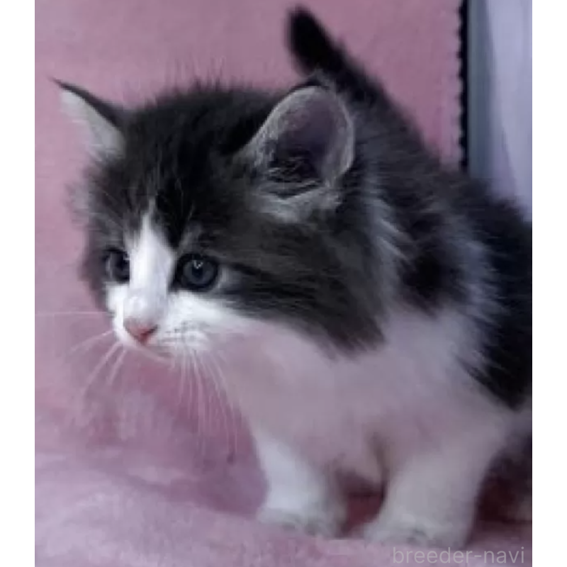 販売中の山形県のノルウェージャンフォレストキャット-137343の3枚目