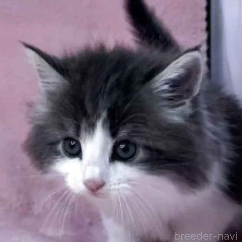 販売中の山形県のノルウェージャンフォレストキャット-137343