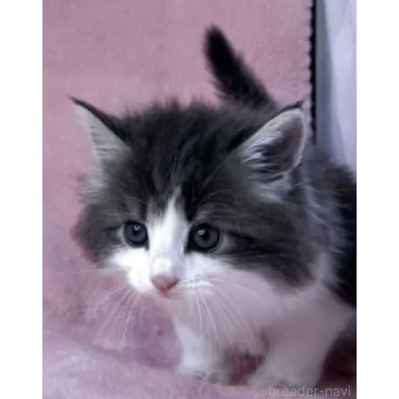 販売中の山形県のノルウェージャンフォレストキャット-137343の2枚目