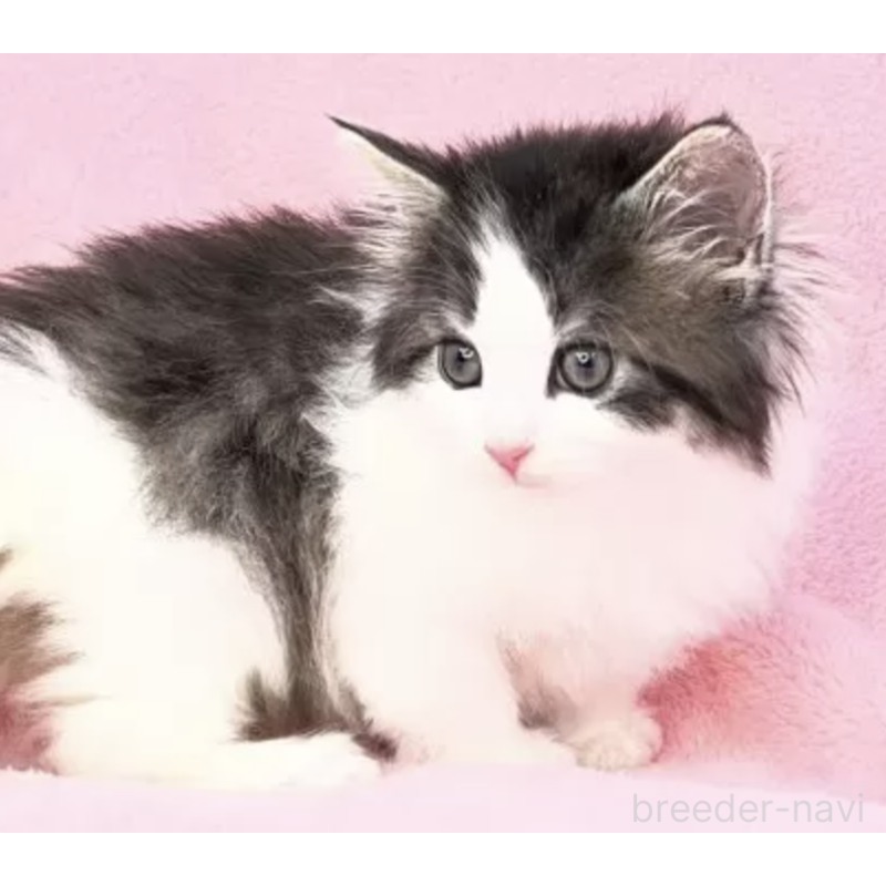 販売中の山形県のノルウェージャンフォレストキャット-137344の3枚目