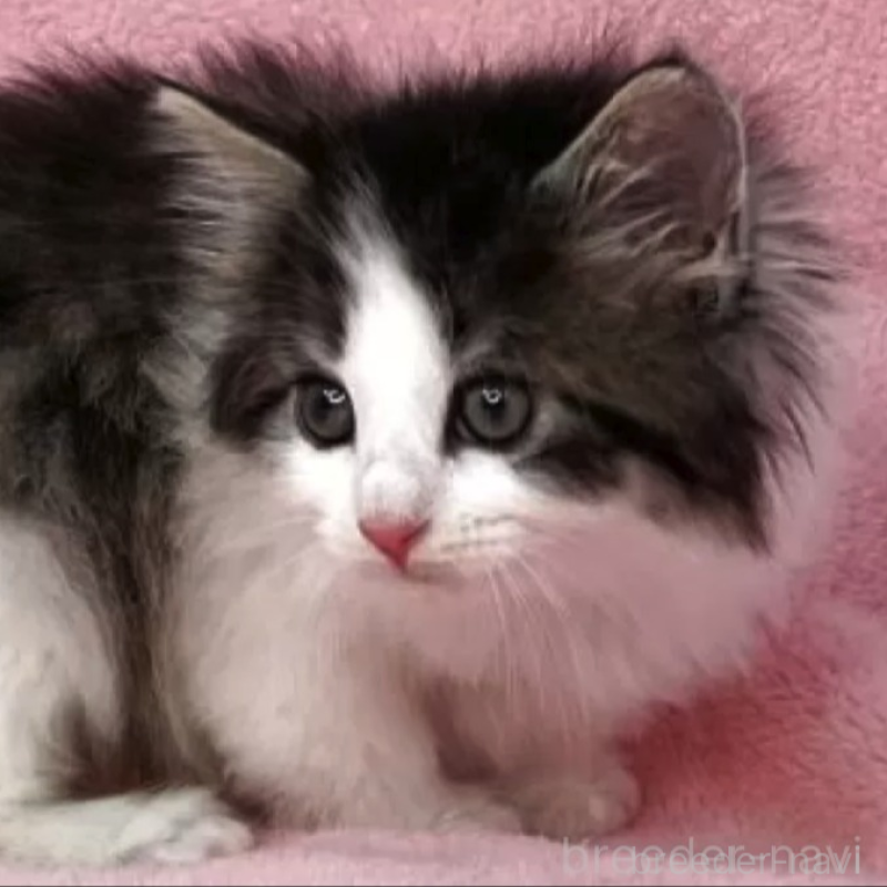 販売中の山形県のノルウェージャンフォレストキャット-137344の1枚目