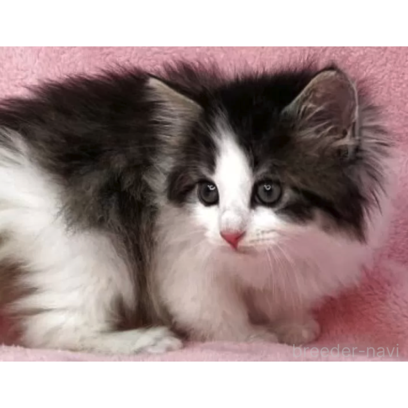 販売中の山形県のノルウェージャンフォレストキャット-137344の2枚目