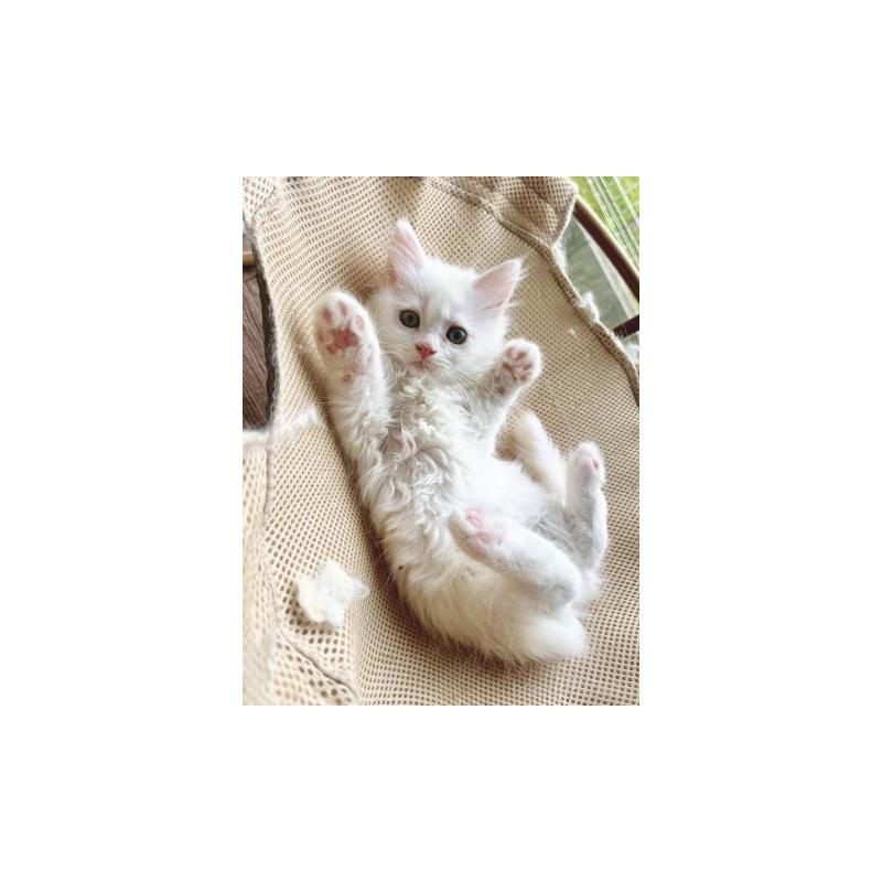 販売中の埼玉県のサイベリアン-137351の5枚目