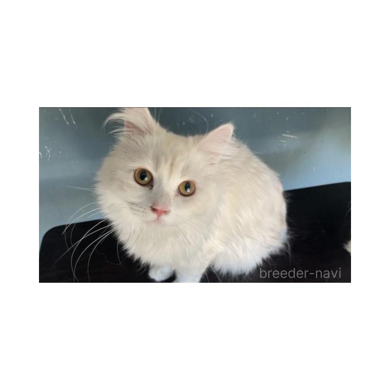 販売中の埼玉県のサイベリアン-137351の3枚目