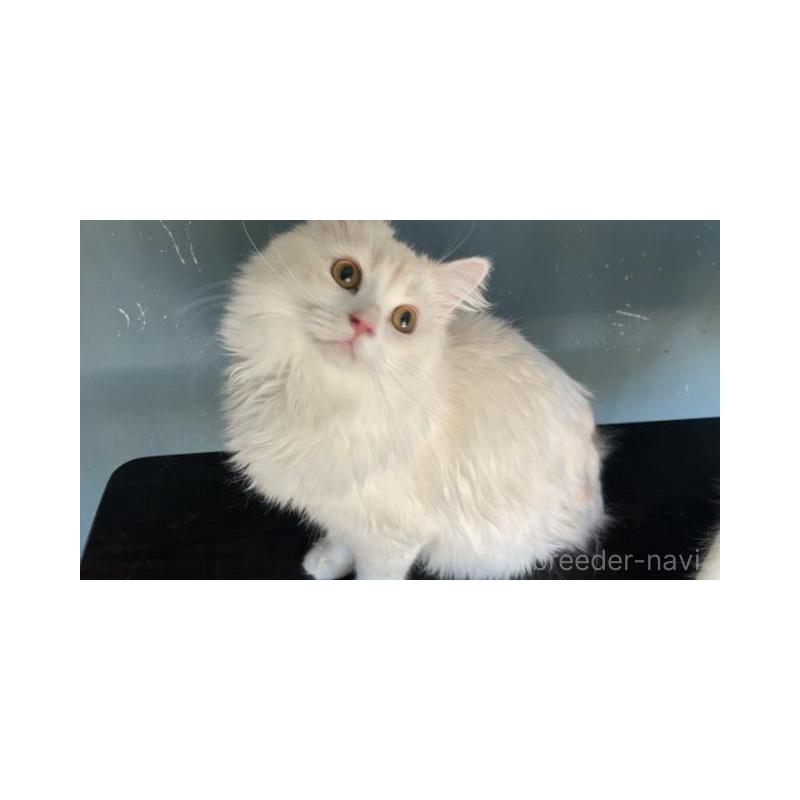 販売中の埼玉県のサイベリアン-137351の4枚目