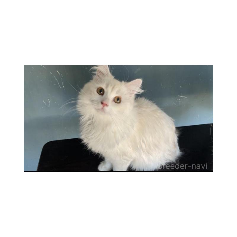 販売中の埼玉県のサイベリアン-137351の2枚目