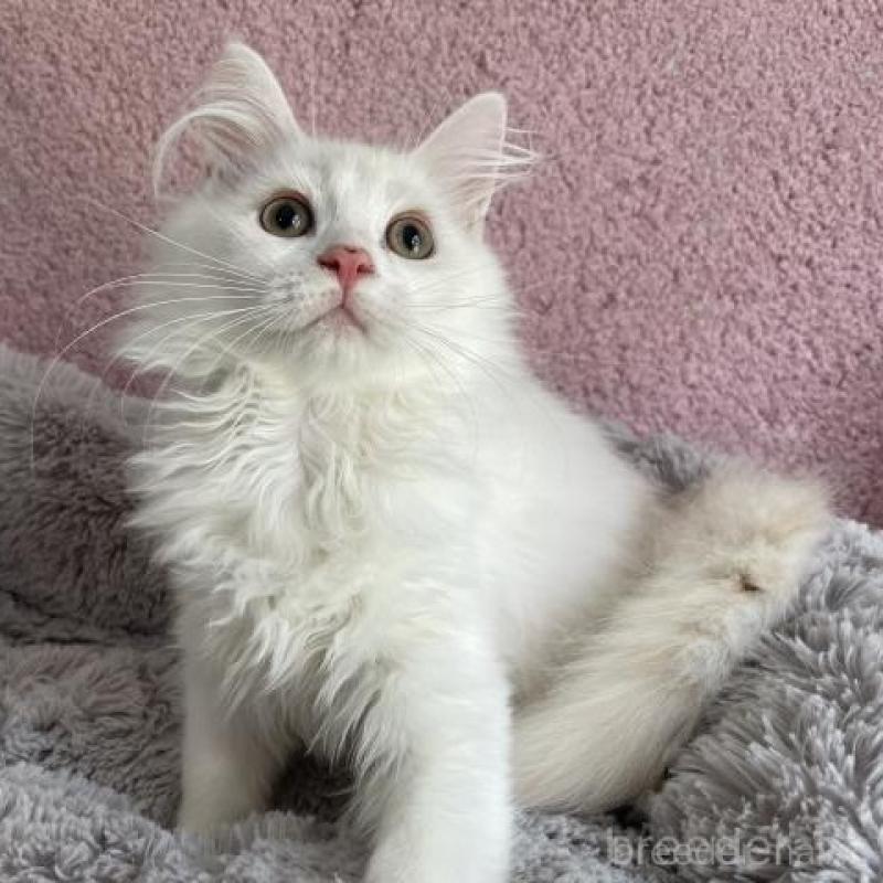 販売中の埼玉県のサイベリアン-137351