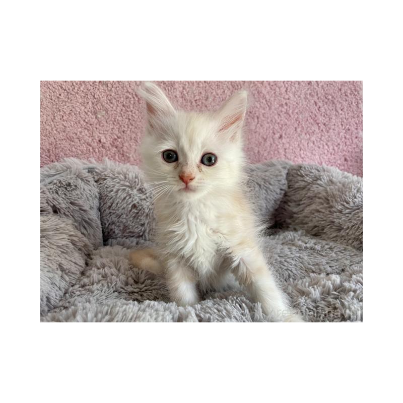 販売中の埼玉県のサイベリアン-137353の5枚目