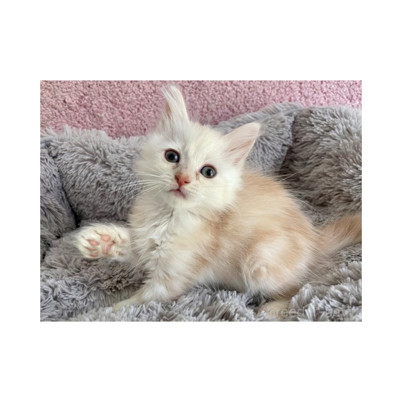 販売中の埼玉県のサイベリアン-137353の6枚目