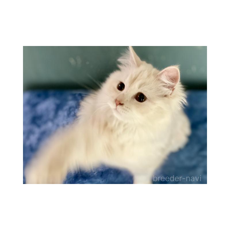 販売中の埼玉県のサイベリアン-137353の4枚目