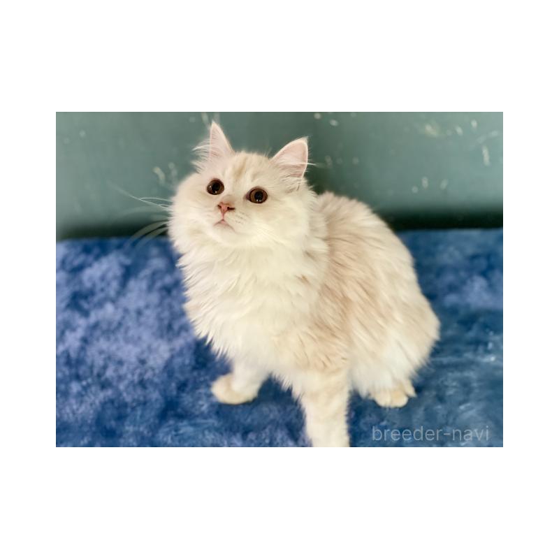 販売中の埼玉県のサイベリアン-137353の2枚目