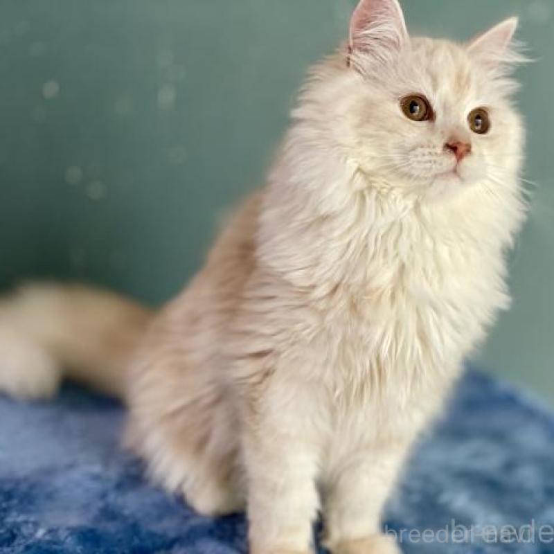 販売中の埼玉県のサイベリアン-137353の1枚目