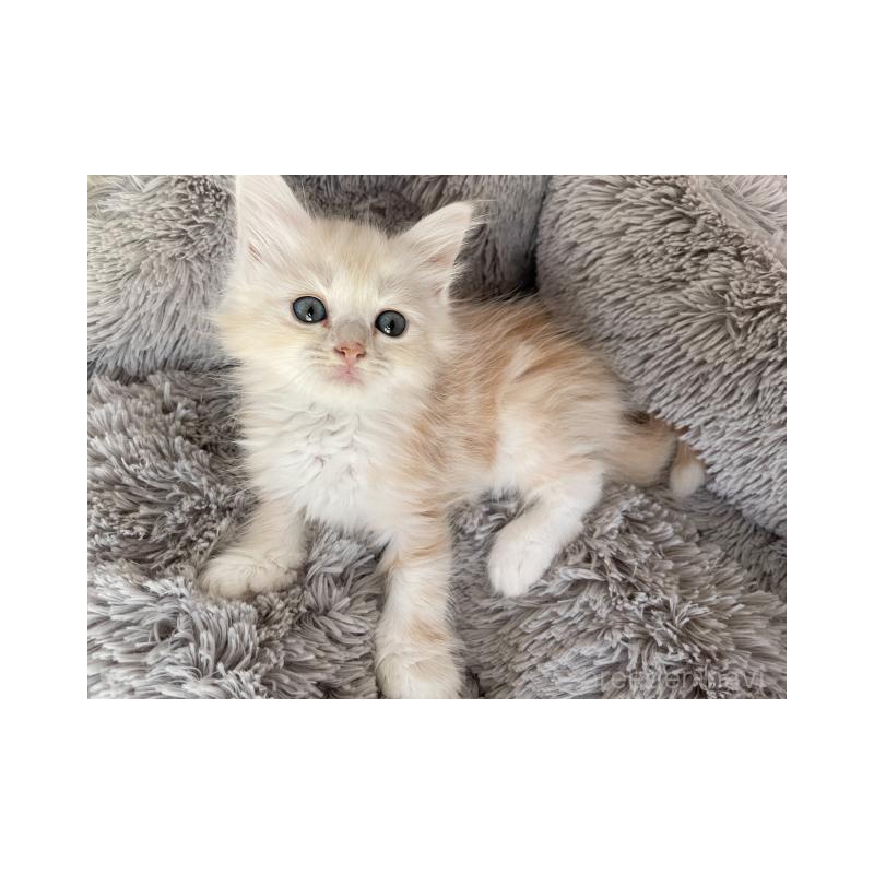 販売中の埼玉県のサイベリアン-137354の6枚目