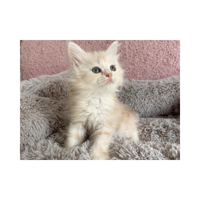 販売中の埼玉県のサイベリアン-137354の4枚目