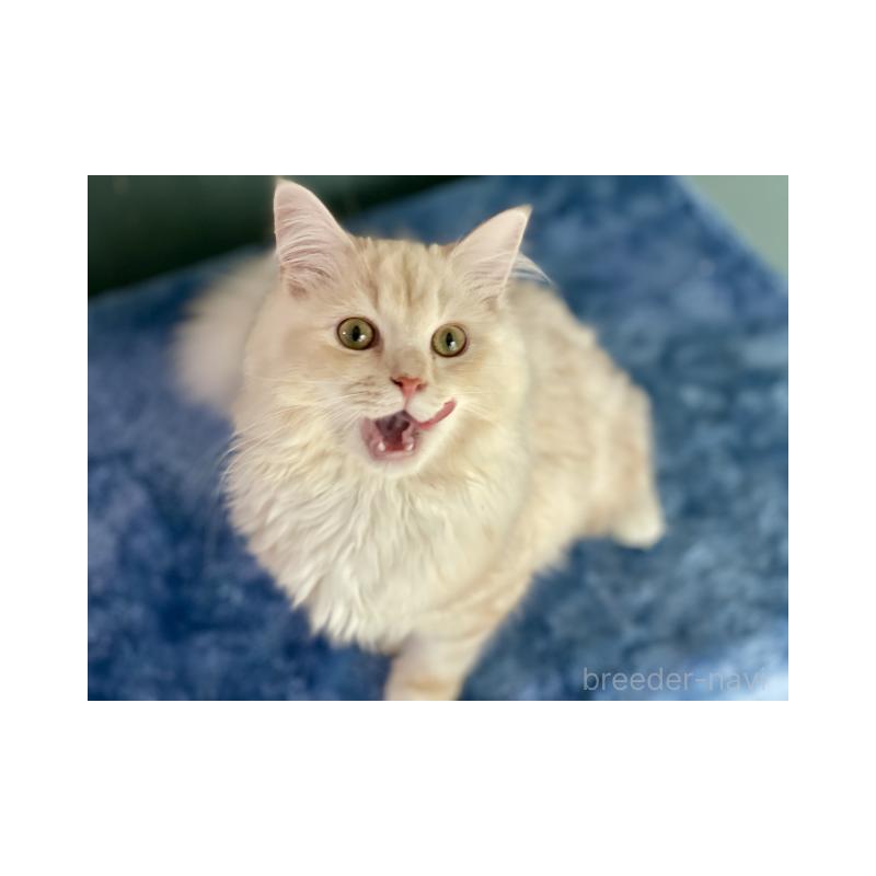 販売中の埼玉県のサイベリアン-137354の5枚目