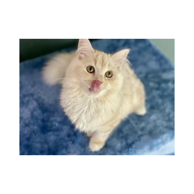 販売中の埼玉県のサイベリアン-137354の3枚目