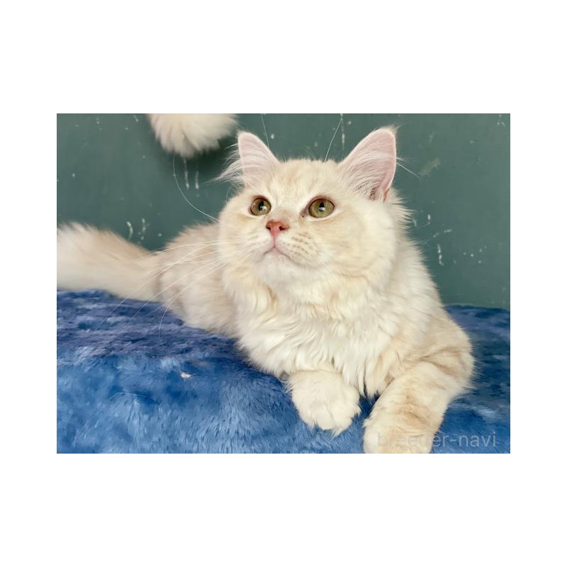 販売中の埼玉県のサイベリアン-137354の2枚目