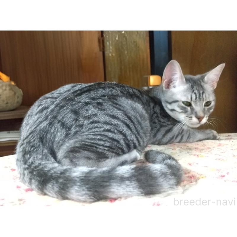 販売中の愛知県のミックス-137357の2枚目