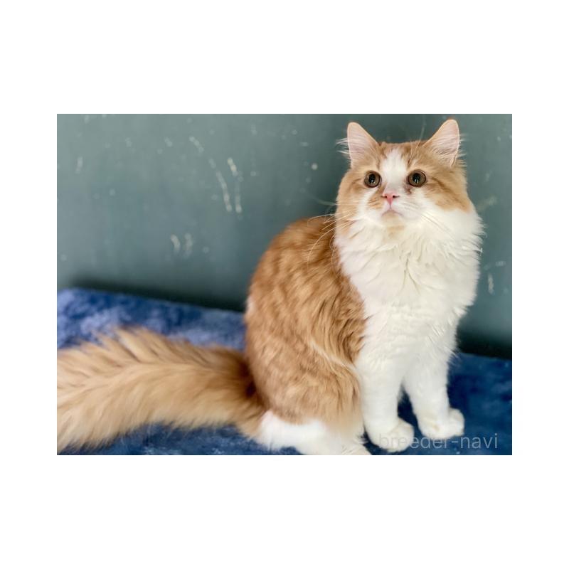 販売中の埼玉県のサイベリアン-137356の6枚目