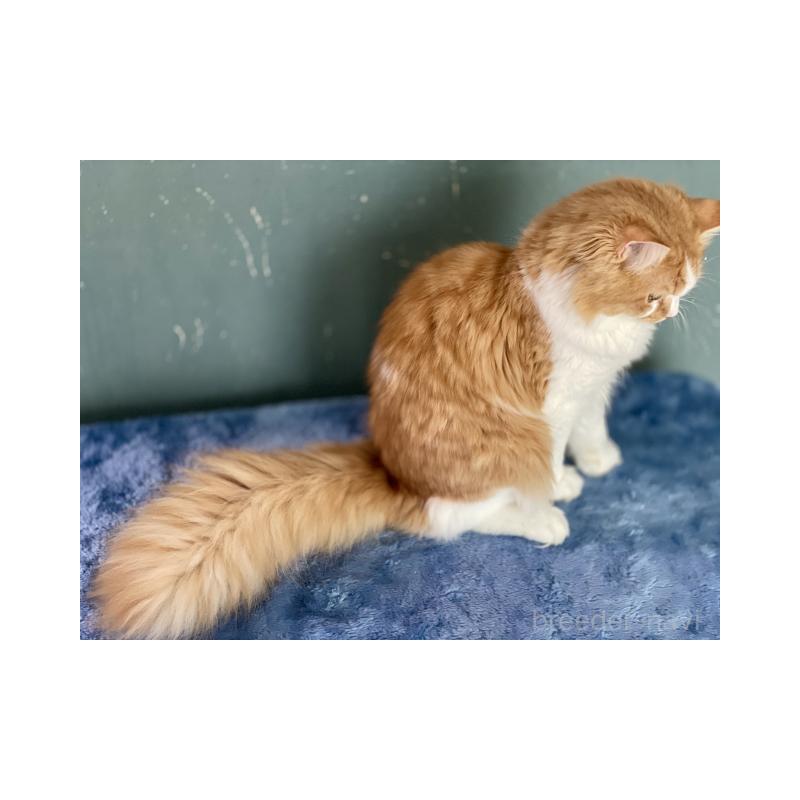 販売中の埼玉県のサイベリアン-137356の4枚目