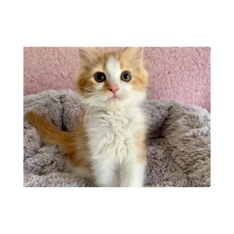 販売中の埼玉県のサイベリアン-137356の5枚目