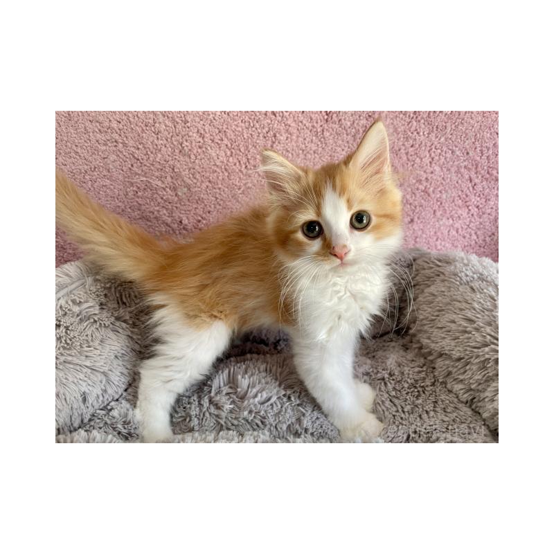 販売中の埼玉県のサイベリアン-137356の3枚目