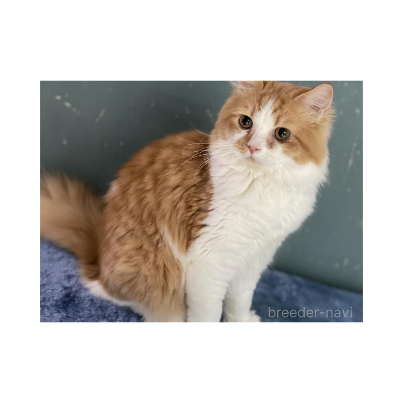 販売中の埼玉県のサイベリアン-137356の2枚目