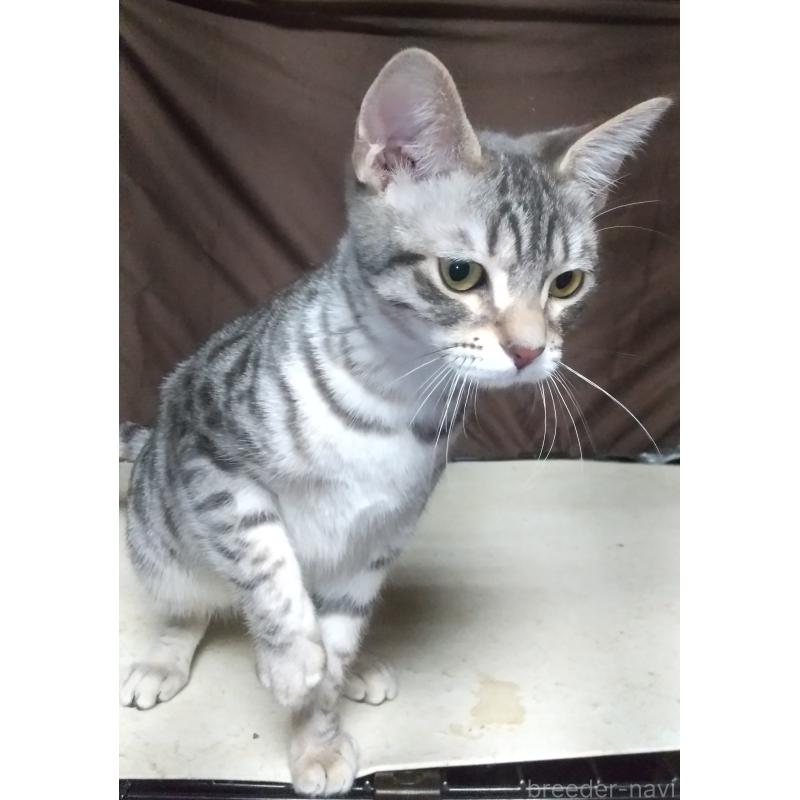 販売中の愛知県のミックス-137359の3枚目