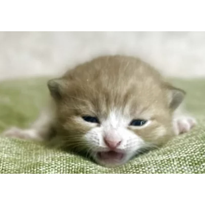 販売中の愛知県のミヌエット-137358の2枚目