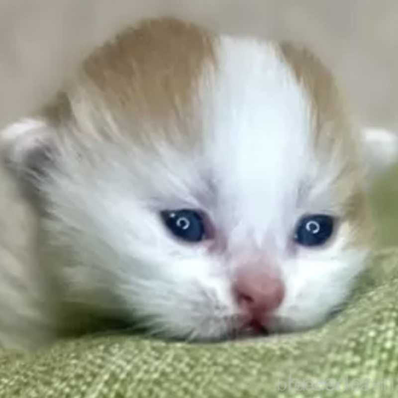 販売中の愛知県のミヌエット(短足)-137361