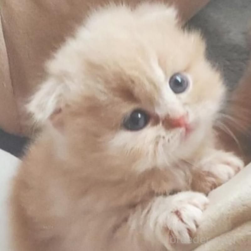 販売中の愛知県のスコティッシュフォールド-137362