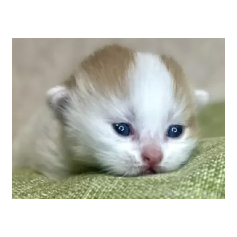 販売中の愛知県のミヌエット(短足)-137361の2枚目