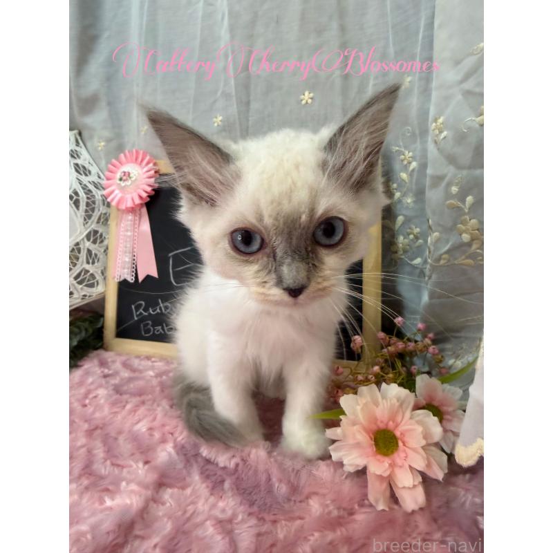 販売中の神奈川県のラグドール-137364の18枚目