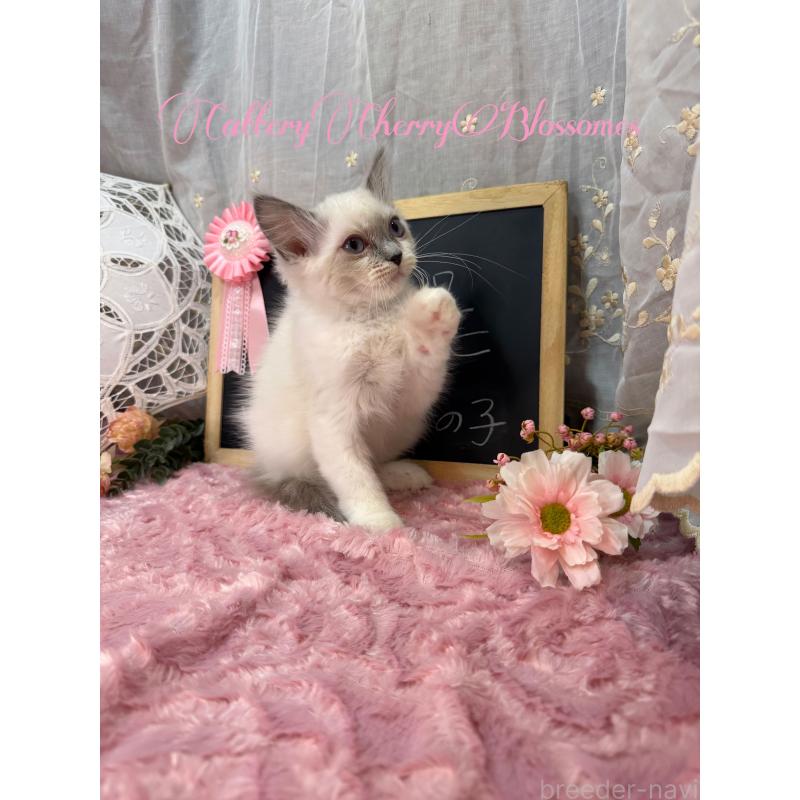 販売中の神奈川県のラグドール-137364の17枚目