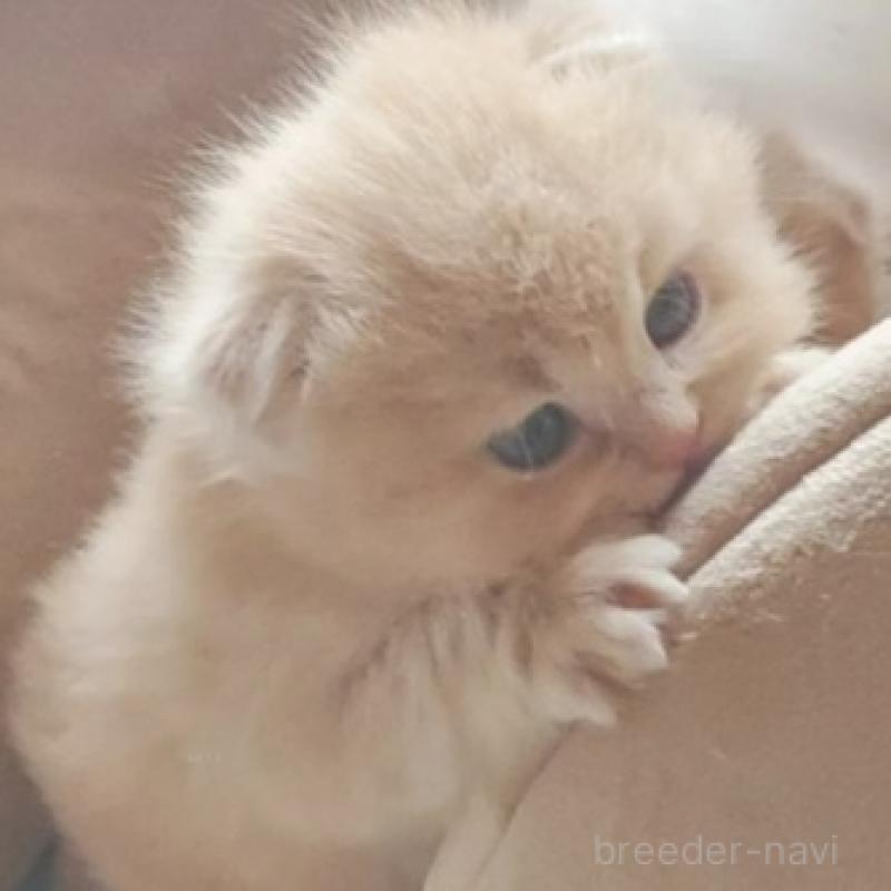 販売中の愛知県のスコティッシュフォールド-137362の5枚目