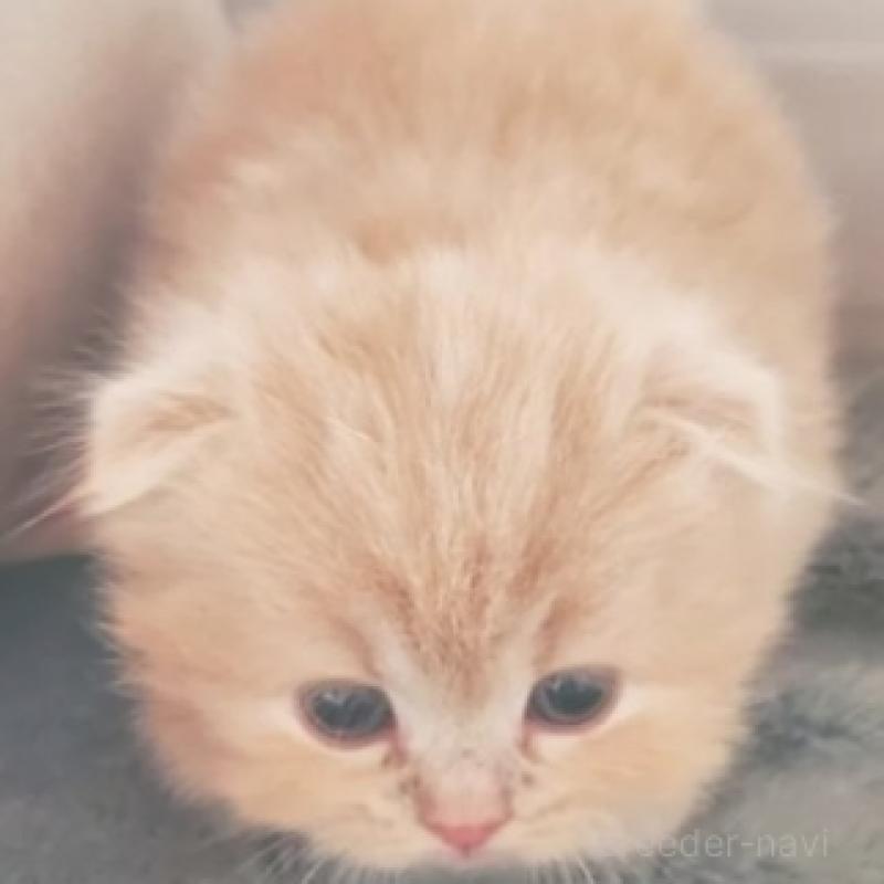 販売中の愛知県のスコティッシュフォールド-137362の3枚目