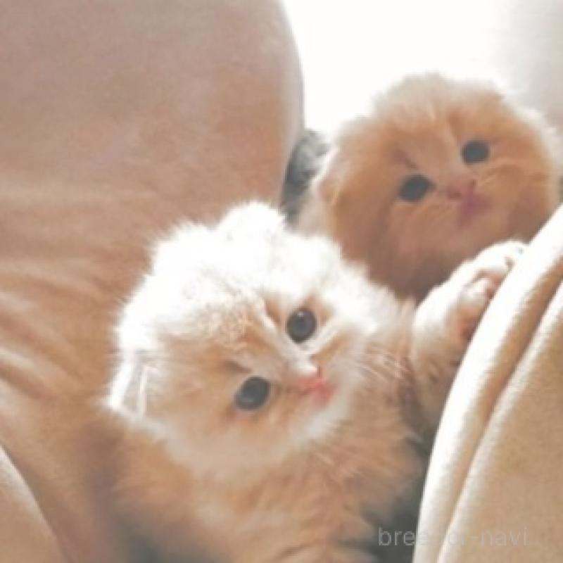 販売中の愛知県のスコティッシュフォールド-137362の2枚目