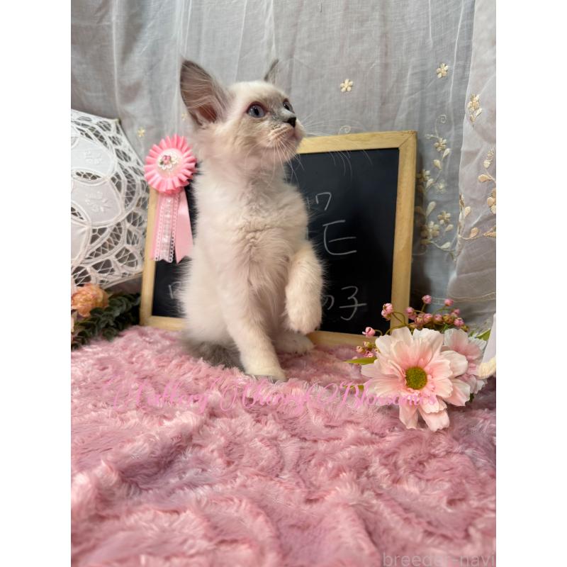 販売中の神奈川県のラグドール-137364の16枚目