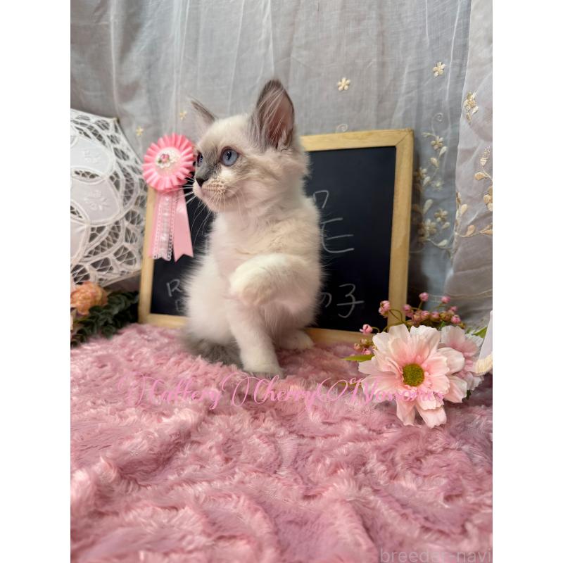 販売中の神奈川県のラグドール-137364の15枚目