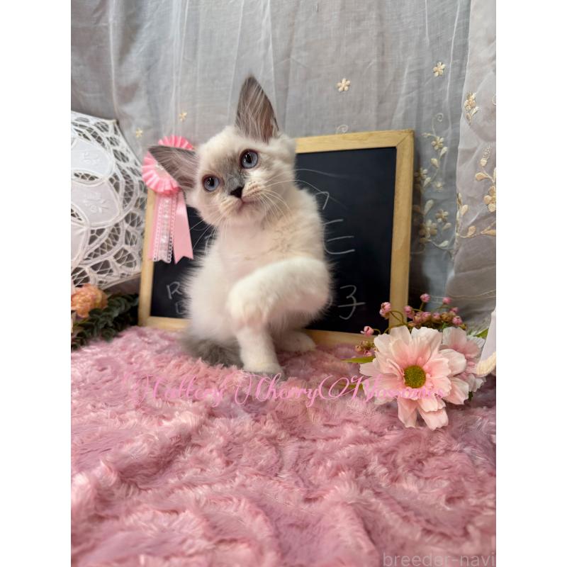 販売中の神奈川県のラグドール-137364の14枚目