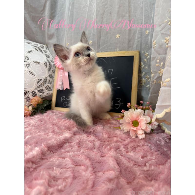 販売中の神奈川県のラグドール-137364の12枚目