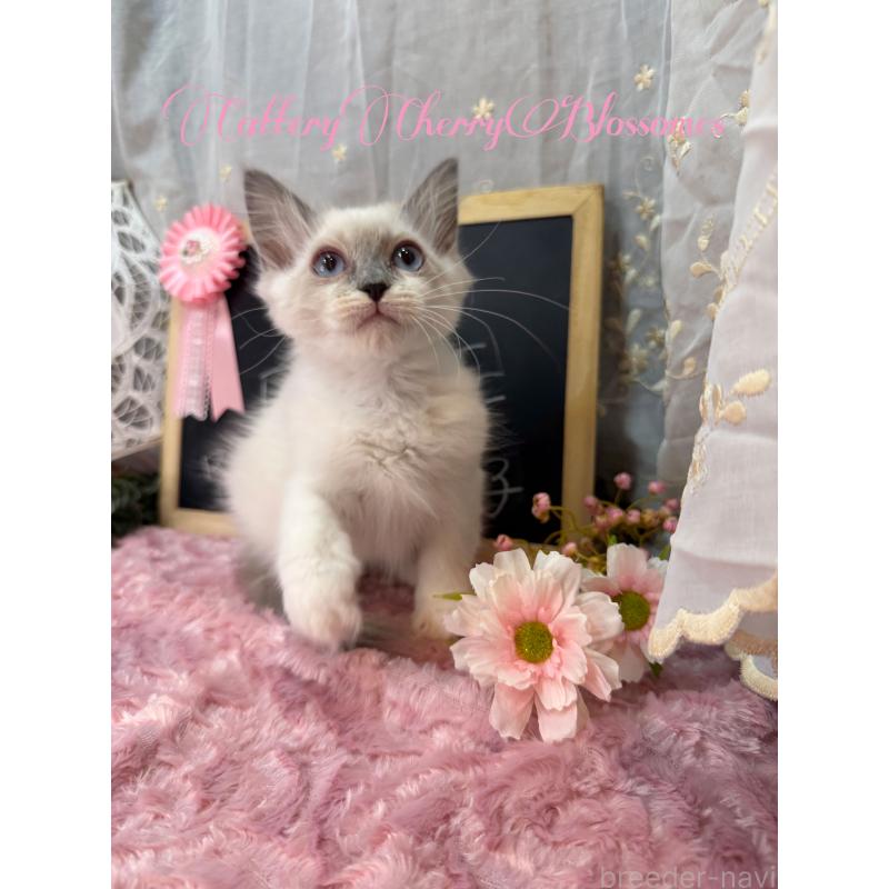 販売中の神奈川県のラグドール-137364の11枚目