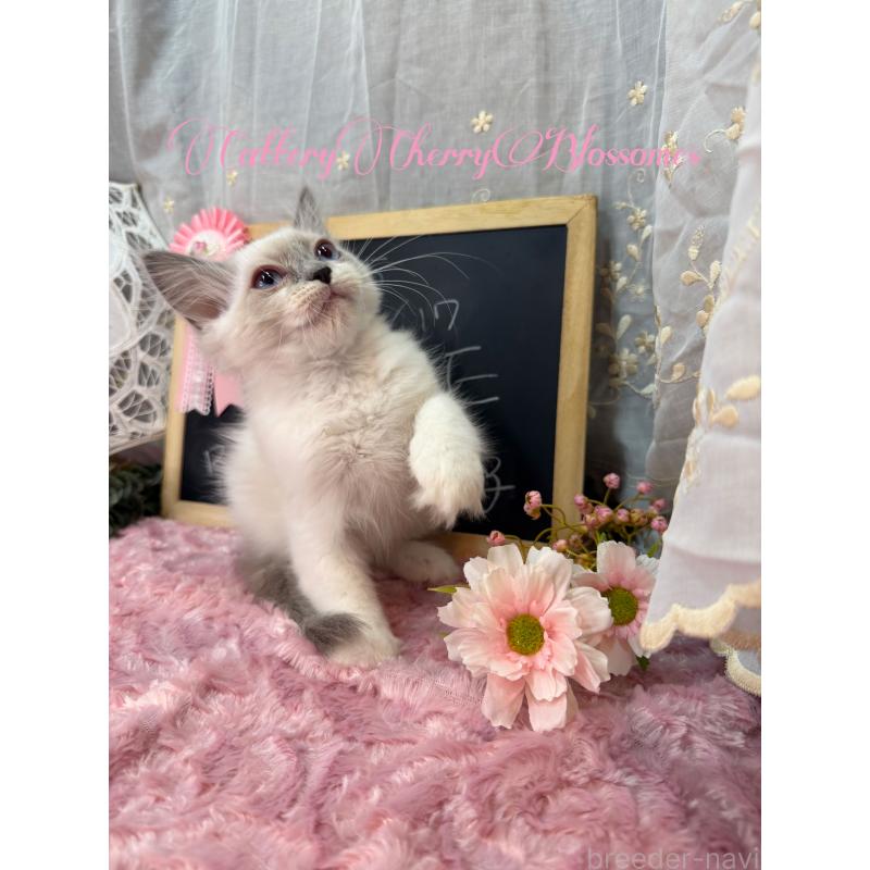 販売中の神奈川県のラグドール-137364の10枚目