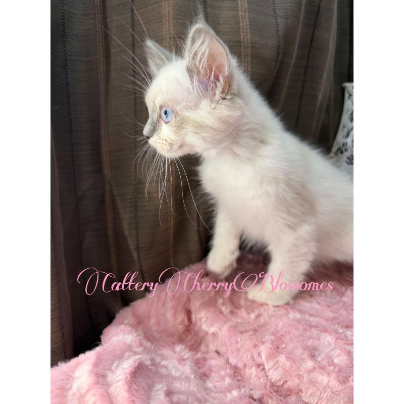 販売中の神奈川県のラグドール-137364の9枚目