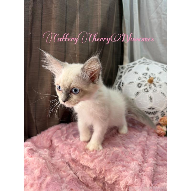 販売中の神奈川県のラグドール-137364の8枚目