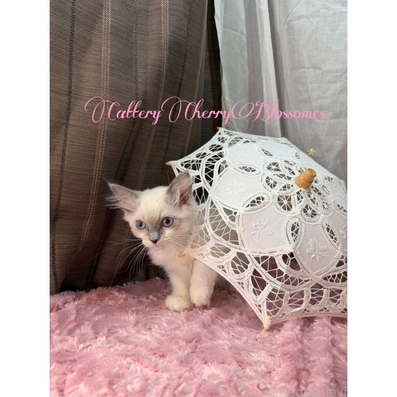 販売中の神奈川県のラグドール-137364の6枚目