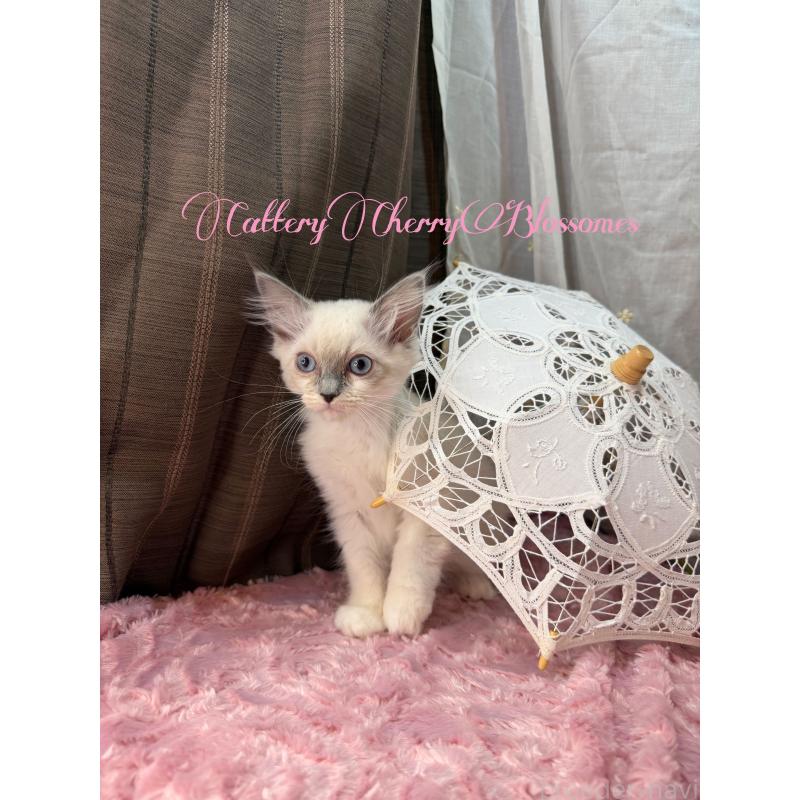 販売中の神奈川県のラグドール-137364の5枚目