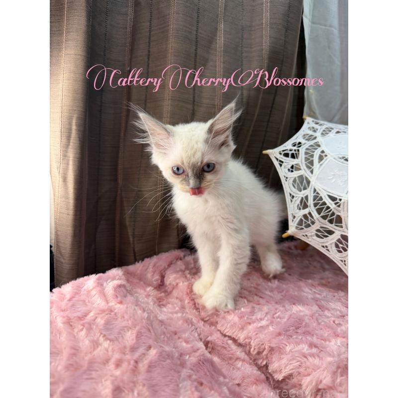 販売中の神奈川県のラグドール-137364の4枚目