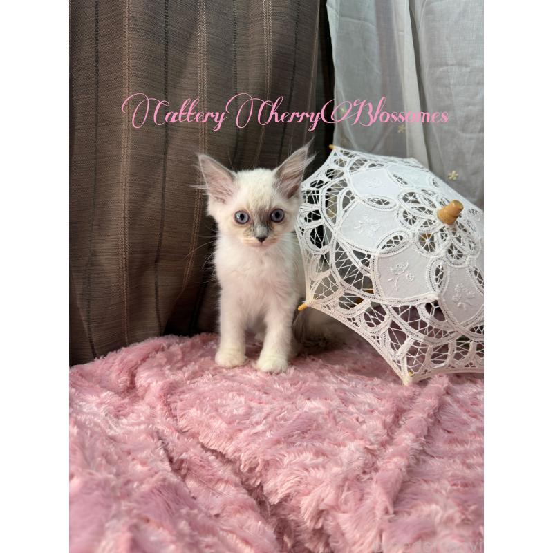 販売中の神奈川県のラグドール-137364の3枚目