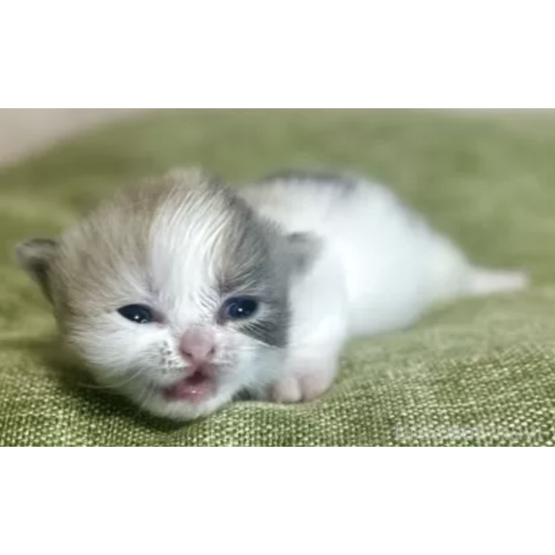 販売中の愛知県のミヌエット-137363の3枚目